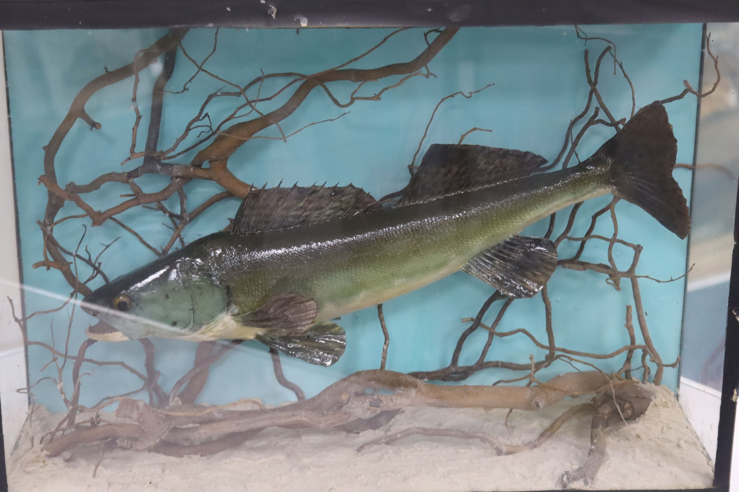 Three cased taxidermic fish, largest 61cm